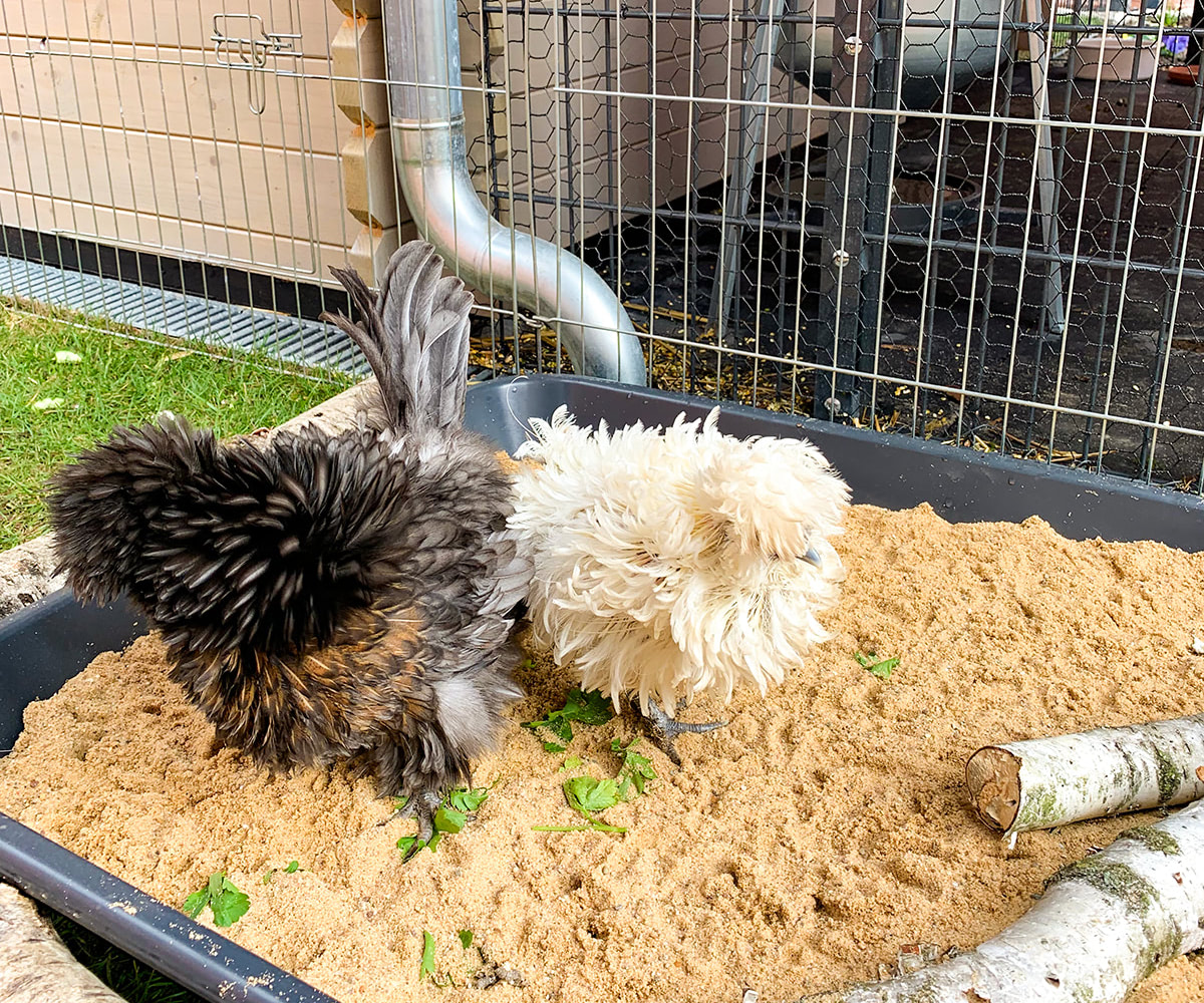 Zwei Hühner sitzen in einer Wanne voller Sand