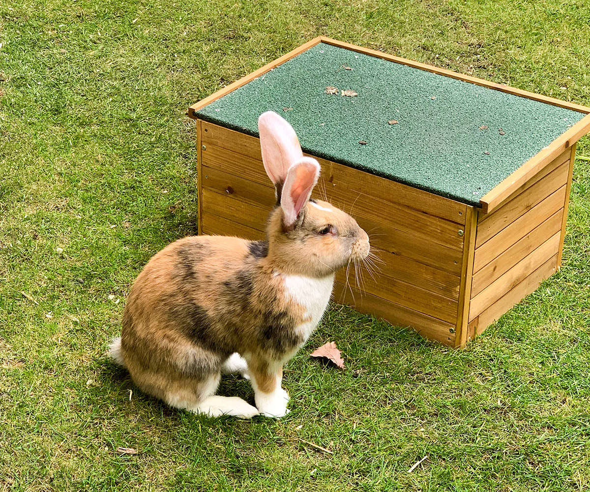 Ein Kaninchen sitzt im Gras vor einer kleinen Hütte